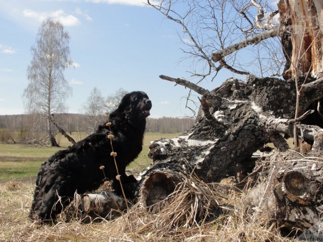 Фото: ньюфаундленд Jemchujina Sibiri ot Marleon Dusvik (Жемчужина Сибири от Марлеон Дусвик)