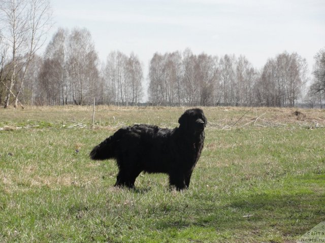Фото: ньюфаундленд Jemchujina Sibiri ot Marleon Dusvik (Жемчужина Сибири от Марлеон Дусвик)