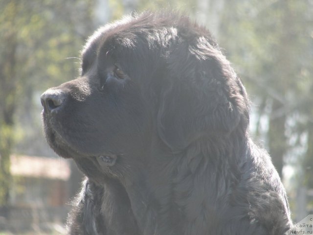 Фото: ньюфаундленд Jemchujina Sibiri ot Marleon Dusvik (Жемчужина Сибири от Марлеон Дусвик)