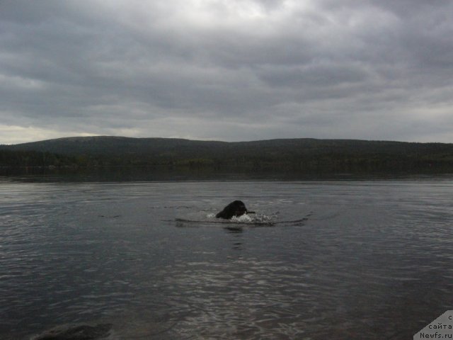 Фото: ньюфаундленд Piternyuf Nota Bene (Питерньюф Нота Бене)