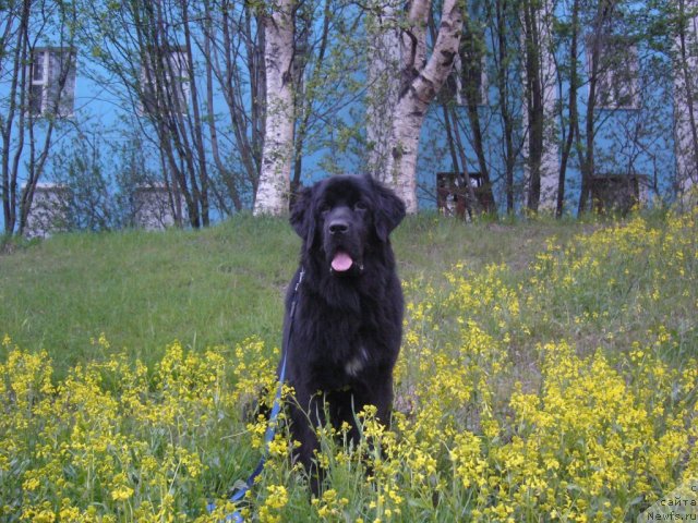 Фото: ньюфаундленд Piternyuf Nota Bene (Питерньюф Нота Бене)