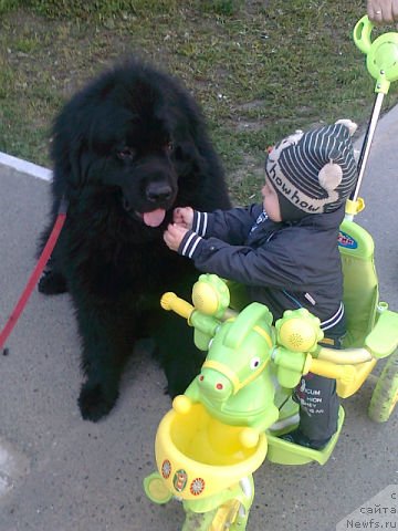 Фото: ньюфаундленд Bekingem (Бекингем)