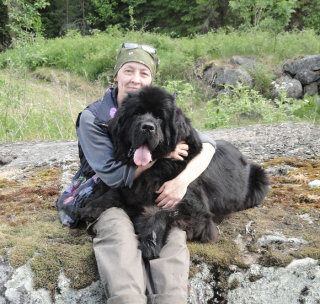 Фото: Ol'ga Koroleva (Ольга Королева), ньюфаундленд Beguschaya po Volnam Dancing Queen (Бегущая по Волнам Дансинг Квин)