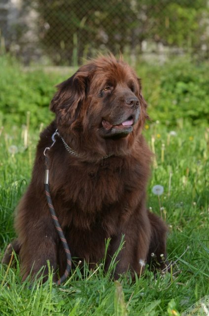 Фото: ньюфаундленд Fann'yuf Akudzyava Nazarovna (Фанньюф Акудзява Назаровна)