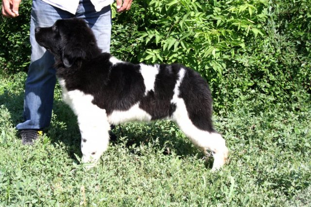 Фото: ньюфаундленд CHernyiy SHarm Vankuver (Черный Шарм Ванкувер)