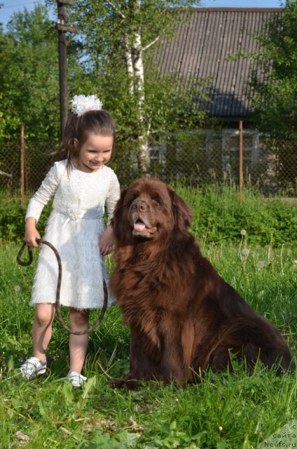 Фото: ньюфаундленд Fann'yuf Akudzyava Nazarovna (Фанньюф Акудзява Назаровна)