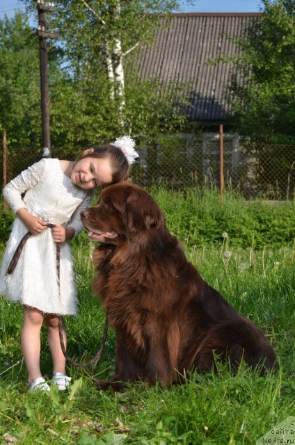 Фото: ньюфаундленд Fann'yuf Akudzyava Nazarovna (Фанньюф Акудзява Назаровна)