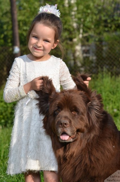 Фото: ньюфаундленд Fann'yuf Akudzyava Nazarovna (Фанньюф Акудзява Назаровна)