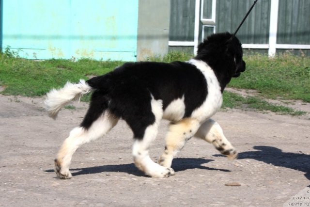 Фото: ньюфаундленд CHernyiy SHarm Vankuver (Черный Шарм Ванкувер)