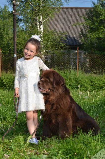 Фото: ньюфаундленд Fann'yuf Akudzyava Nazarovna (Фанньюф Акудзява Назаровна)