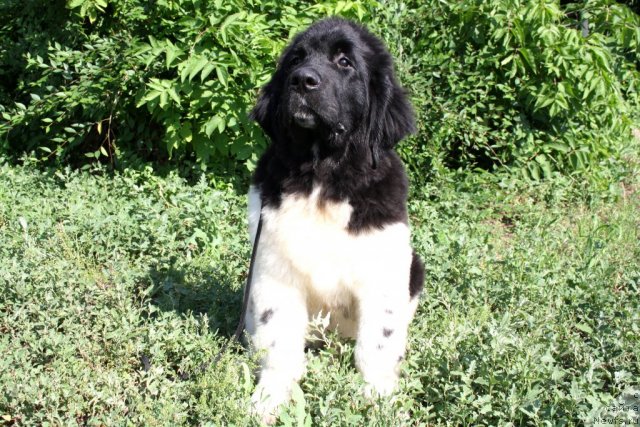 Фото: ньюфаундленд CHernyiy SHarm Vankuver (Черный Шарм Ванкувер)