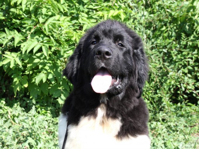 Фото: ньюфаундленд CHernyiy SHarm Vankuver (Черный Шарм Ванкувер)