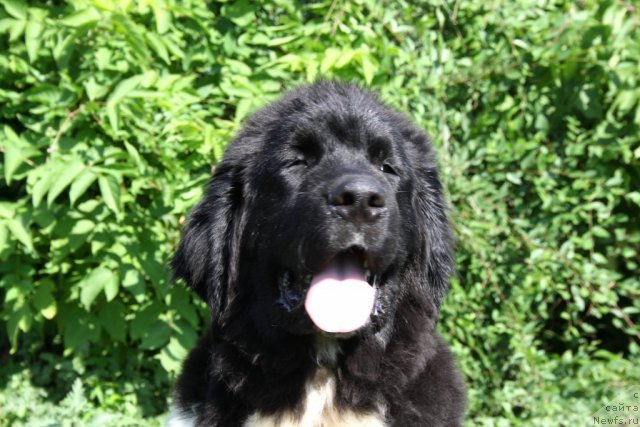 Фото: ньюфаундленд CHernyiy SHarm Vankuver (Черный Шарм Ванкувер)