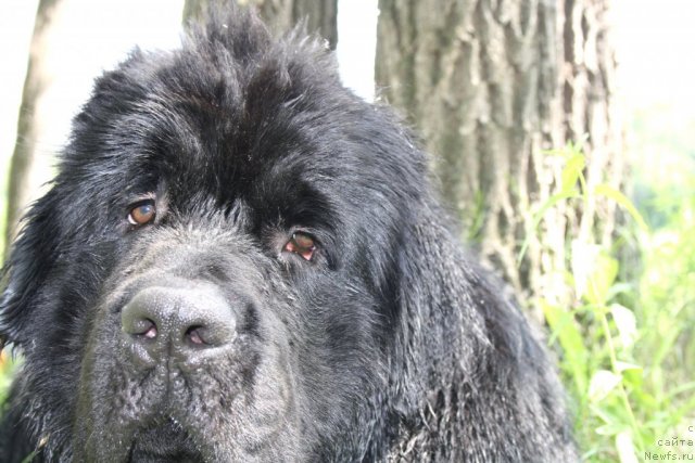 Фотография № 98636