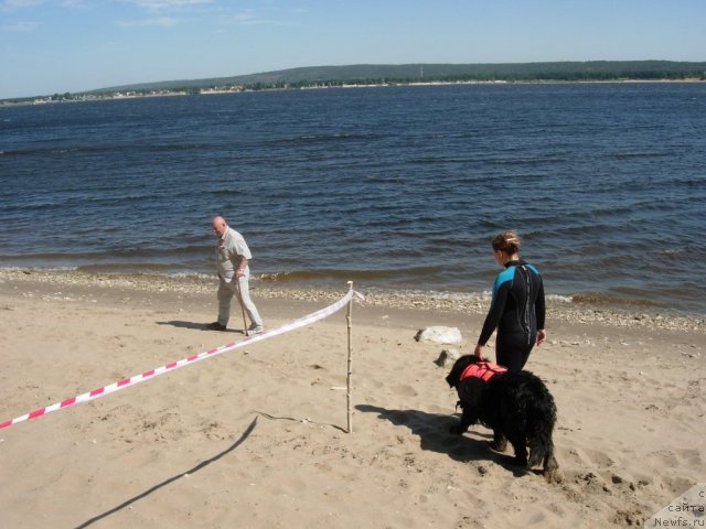 Фото: Diana Larina (Диана Ларина), ньюфаундленд Lesnaya Skazka Raskrasavica (Лесная Сказка Раскрасавица)