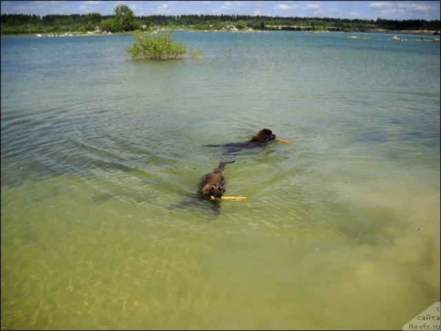 Фото: ньюфаундленд Hozjajka Doma s Berega Dona (Хозяйка Дома с Берега Дона)