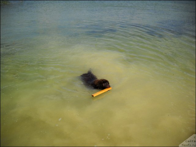 Фото: ньюфаундленд Hozjajka Doma s Berega Dona (Хозяйка Дома с Берега Дона)