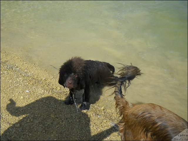 Фото: ньюфаундленд Hozjajka Doma s Berega Dona (Хозяйка Дома с Берега Дона)