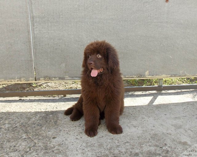 Фото: ньюфаундленд Hohotushka s Berega Dona (Хохотушка с Берега Дона)