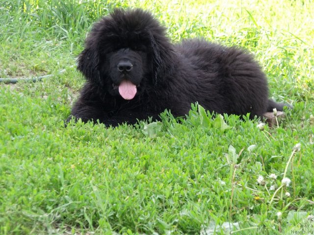 Фото: ньюфаундленд Izbrannyiy Vityaz' (Избранный Витязь)