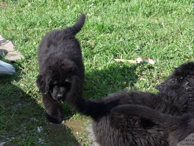 Фото: ньюфаундленд Izbrannyiy Vityaz' (Избранный Витязь)