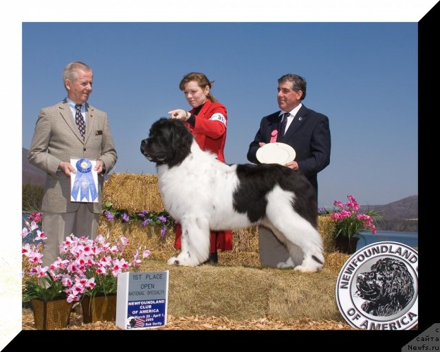 Фото: ньюфаундленд Topmast's Seamus at Northwood