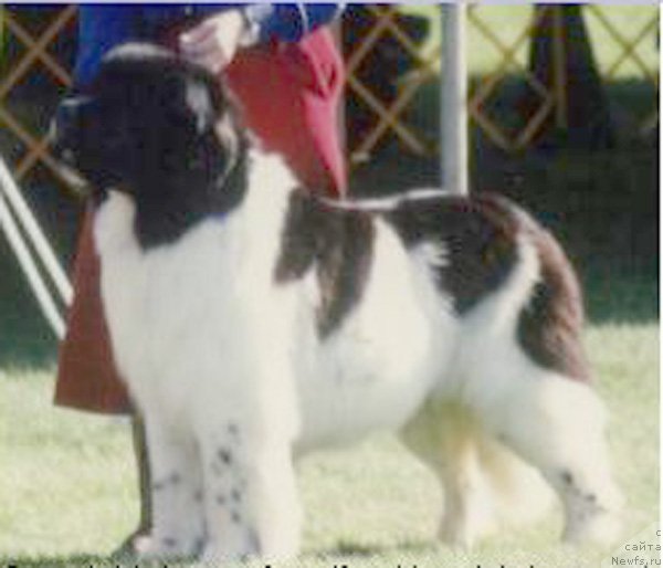 Фото: ньюфаундленд Topmast's Checkers