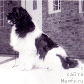 Фото: ньюфаундленд Cayuga Topmast Deere John