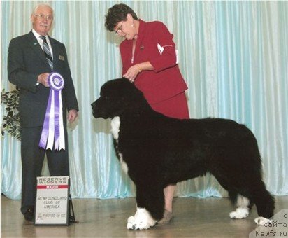 Фото: ньюфаундленд Up To You des Oursons du Vent