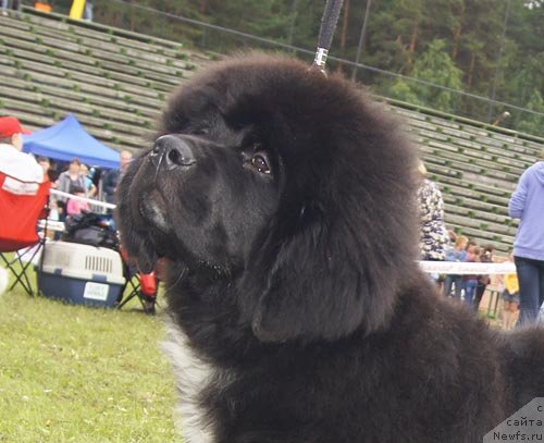 Фотография № 98703