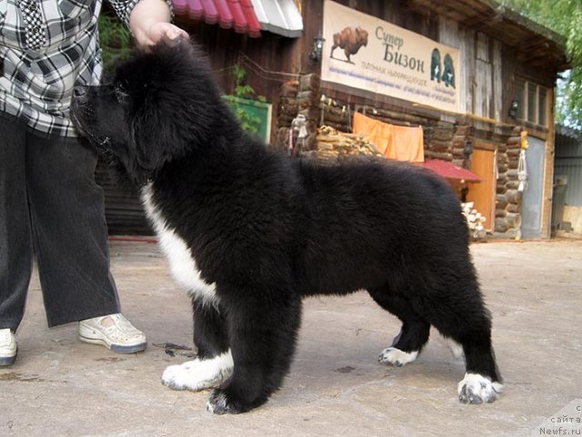 Фотография № 98705