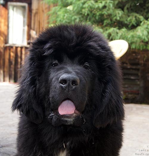 Фото: ньюфаундленд Super Bizon Indiya (Супер Бизон Индия)