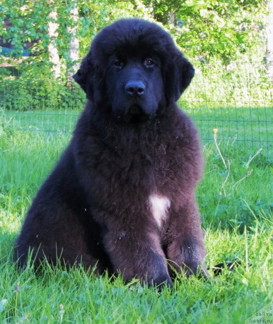 Фото: ньюфаундленд Black Tower Blue Velvet (Black Tower Blue Velvet)