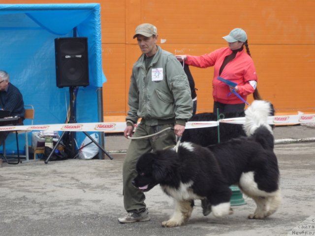 Фото: ньюфаундленд Super Premium Zanzibar (Супер Премиум Занзибар)