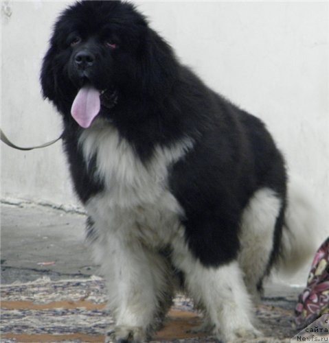 Фото: ньюфаундленд Super Premium Zanzibar (Супер Премиум Занзибар)