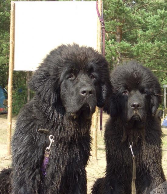 Фото: ньюфаундленд Akin Soul Sofiya (Акин Соул София), ньюфаундленд Andjel Viktorius (Анджел Викториус)