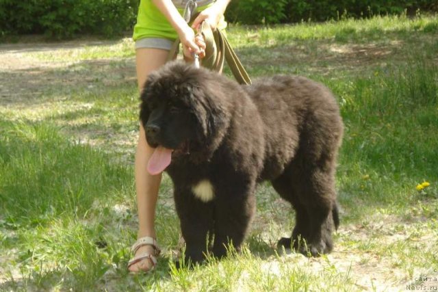 Фото: ньюфаундленд N'yufort Faktoriya Uspeha (Ньюфорт Фактория Успеха)