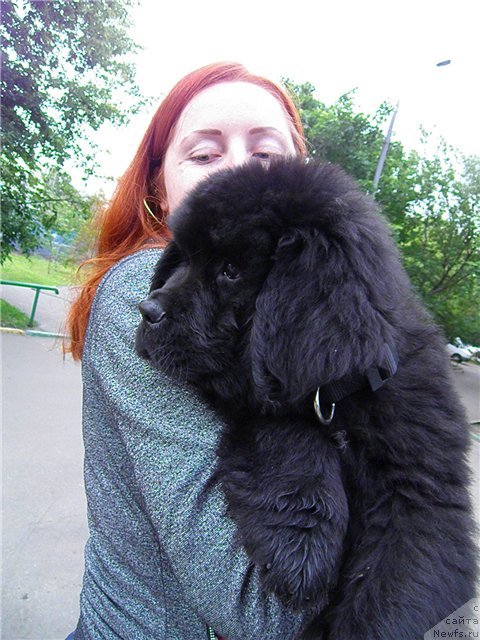 Фото: ньюфаундленд N'yufort Tesey (Ньюфорт Тесей)