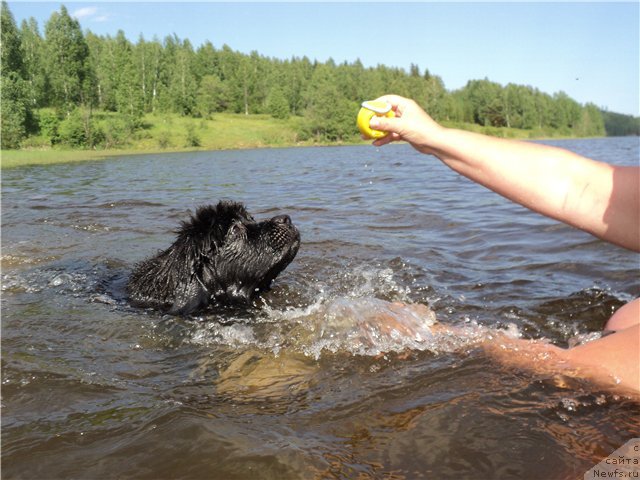 Фото: ньюфаундленд Blyek Diamond Agidel' ot Potapa Uvertyura (Блэк Диамонд Агидель от Потапа Увертюра)