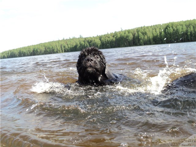 Фото: ньюфаундленд Blyek Diamond Agidel' ot Potapa Uvertyura (Блэк Диамонд Агидель от Потапа Увертюра)