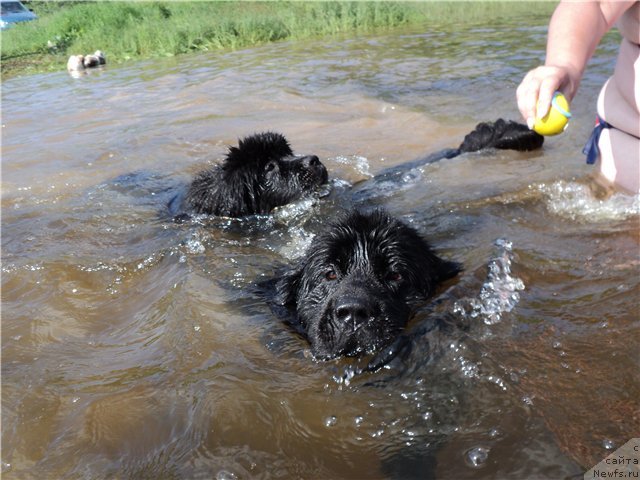 Фото: ньюфаундленд Blyek Diamond Agidel' ot Potapa Uvertyura (Блэк Диамонд Агидель от Потапа Увертюра), ньюфаундленд Super Bizon Deka (Супер Бизон Дека)