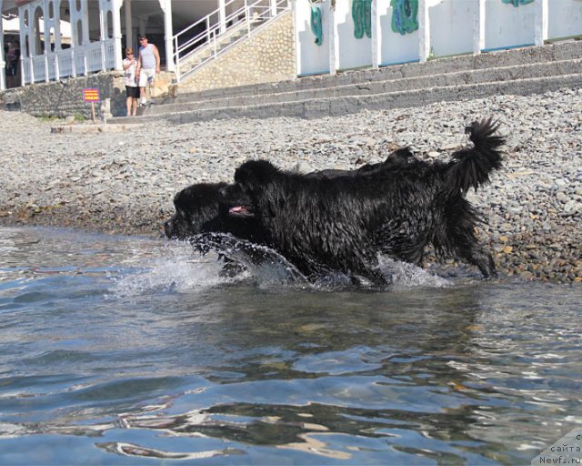 Фото: ньюфаундленд Rostovchanka s Berega Dona (Ростовчанка с Берега Дона), ньюфаундленд Zvezdnij Dar Afina dlja Berega Dona (Звездный Дар Афина для Берега Дона)