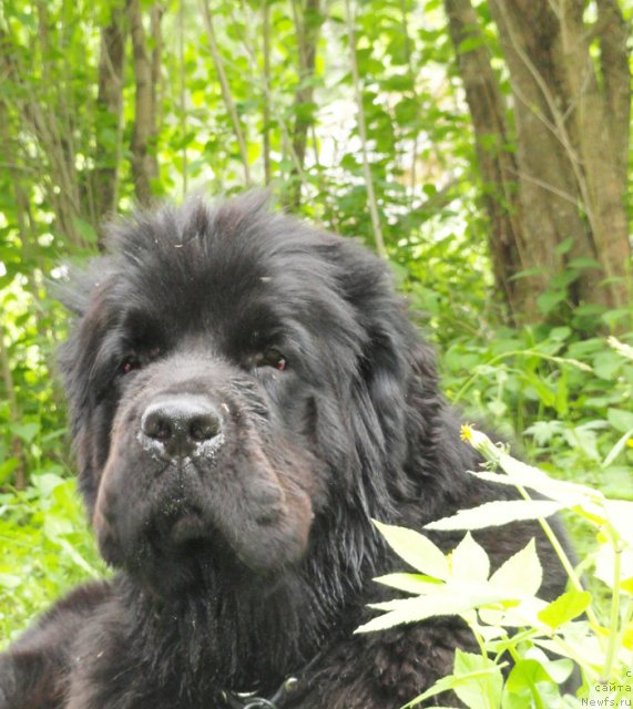 Фото: ньюфаундленд Beguschaya po Volnam Dancing Queen (Бегущая по Волнам Дансинг Квин)