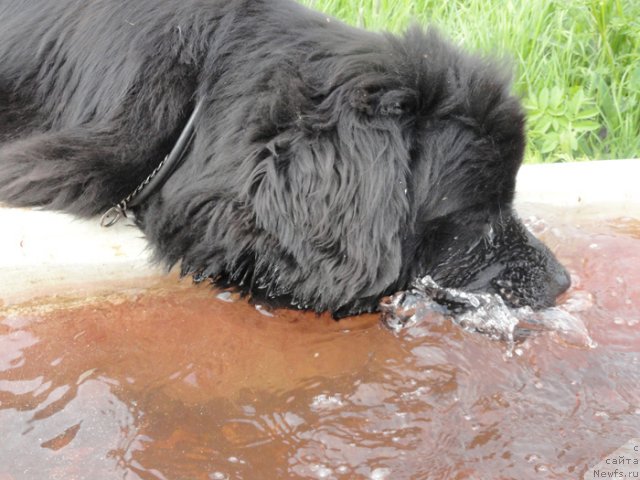 Фото: ньюфаундленд Beguschaya po Volnam Dancing Queen (Бегущая по Волнам Дансинг Квин)