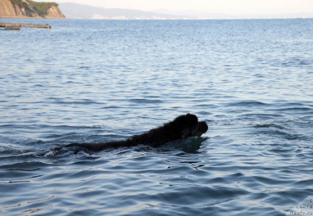 Фото: ньюфаундленд Zvezdnij Dar Afina dlja Berega Dona (Звездный Дар Афина для Берега Дона)