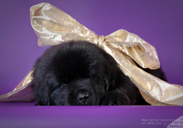 Фото: ньюфаундленд Bi Perfekt Azim (Би Перфект Азим)