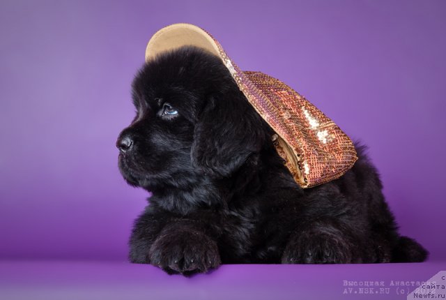 Фото: ньюфаундленд Bi Perfekt Aladar Hranitel' Roda (Би Перфект Аладар Хранитель Рода)