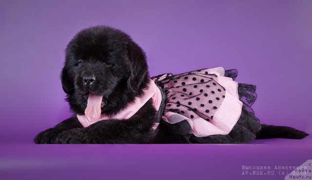 Фото: ньюфаундленд Bi Perfekt Alana (Би Перфект Алана)