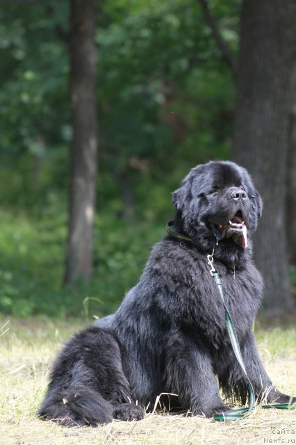 Фото: ньюфаундленд Akvatoriya Kelvin Kuindji (Акватория Келвин Куинджи)
