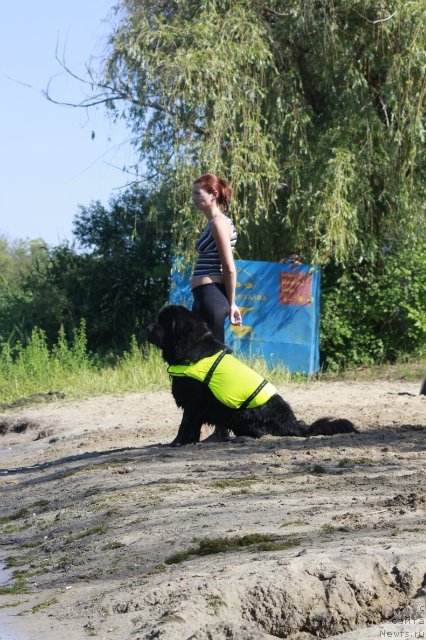 Фото: ньюфаундленд Akvatoriya Kelvin Kuindji (Акватория Келвин Куинджи)